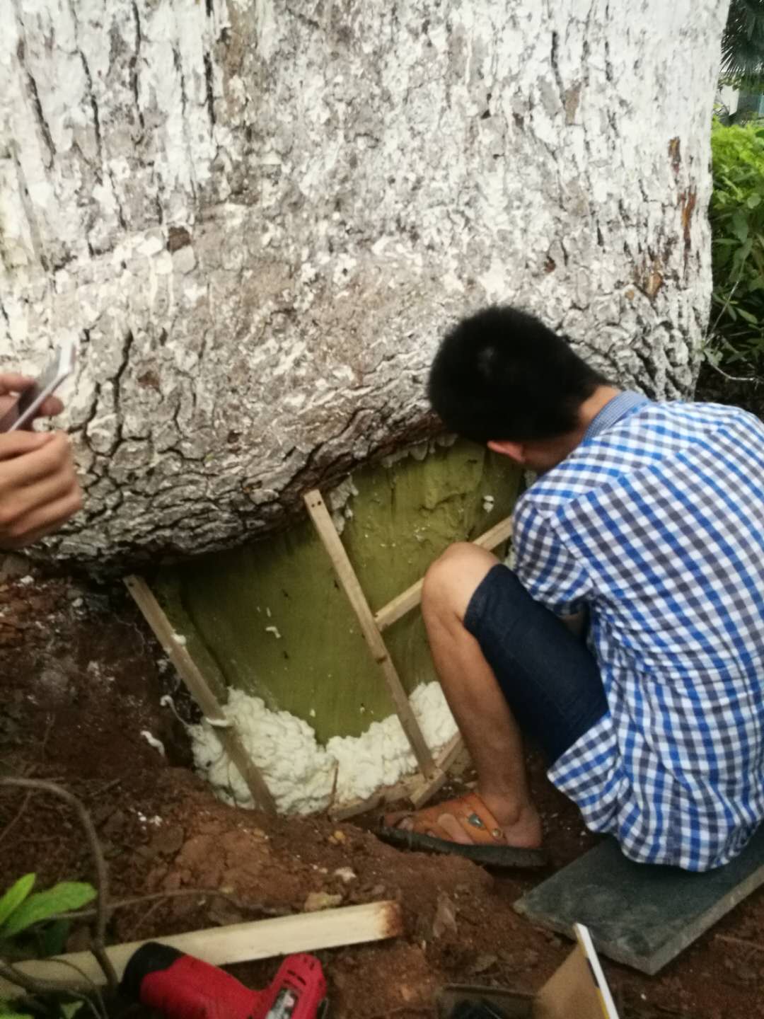龍頭鋪樟樹下