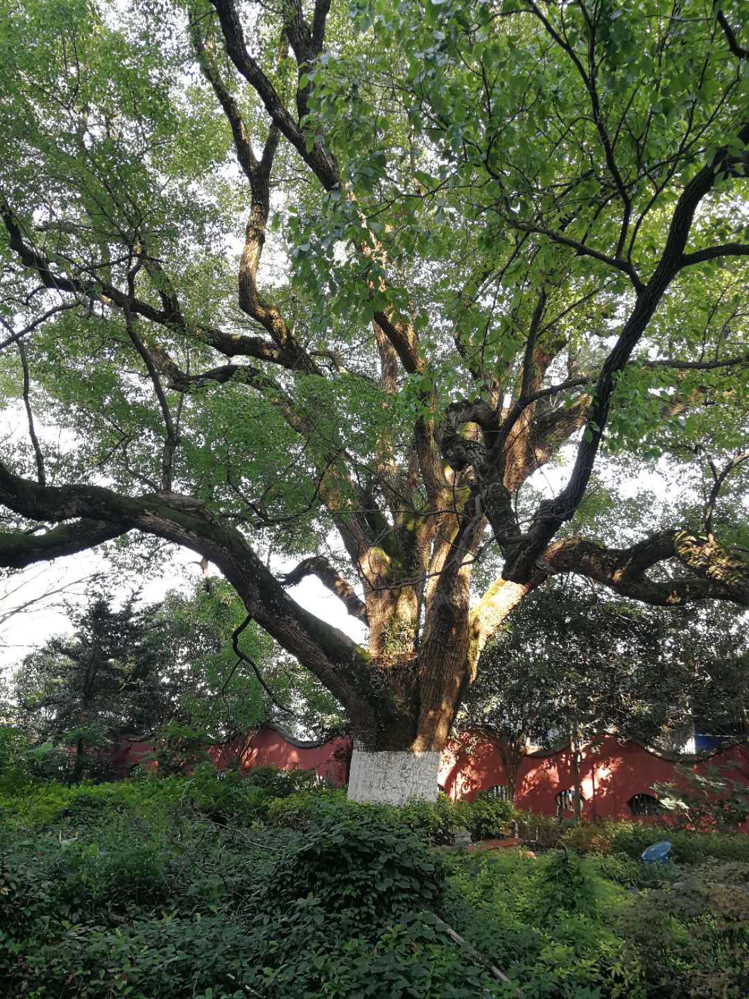 株洲植友職業(yè)培訓(xùn)學(xué)校有限公司_株洲園林綠化養(yǎng)護(hù)|株洲綠化管理|病蟲害防治哪里的好|株洲園林綠化工程公司|白蟻防治病蟲害治理