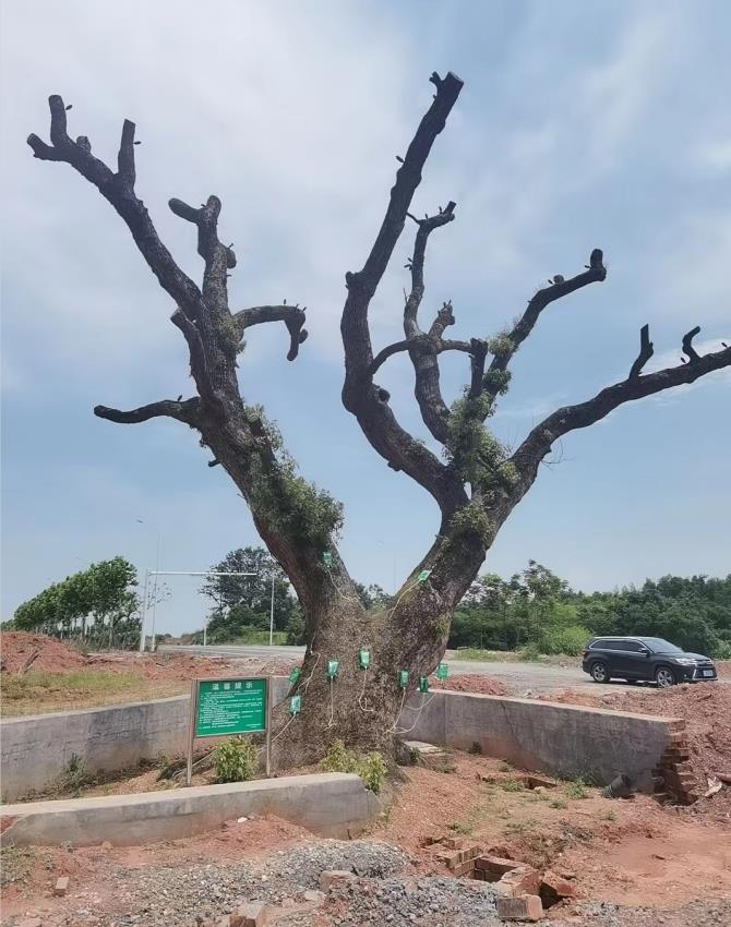 株洲植友職業(yè)培訓(xùn)學(xué)校有限公司_株洲園林綠化養(yǎng)護(hù)|株洲綠化管理|病蟲(chóng)害防治哪里的好|株洲園林綠化工程公司|白蟻防治病蟲(chóng)害治理